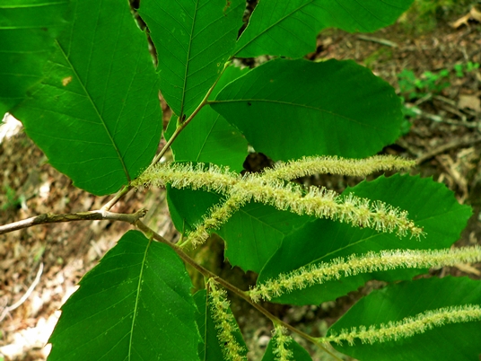 {Castanea pumila}